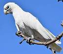 Cacatoès corella