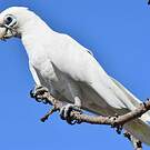 Cacatoès corella