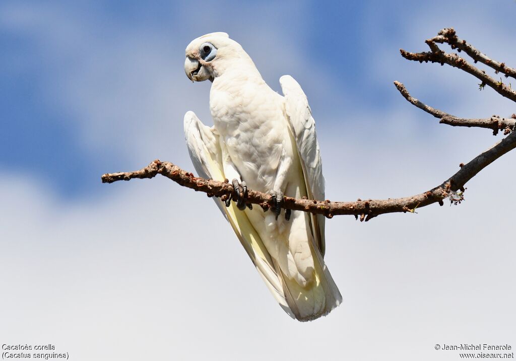 Cacatoès corella