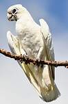 Cacatoès corella