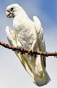 Cacatoès corella