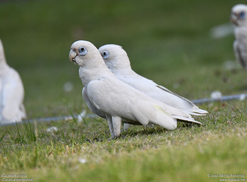 Cacatoès corella