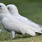 Cacatoès corella