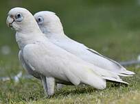 Cacatoès corella