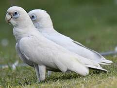 Little Corella