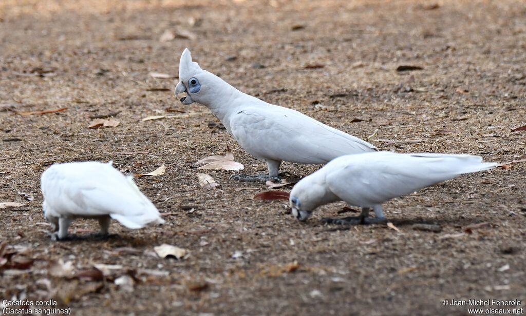 Cacatoès corella