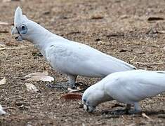 Little Corella