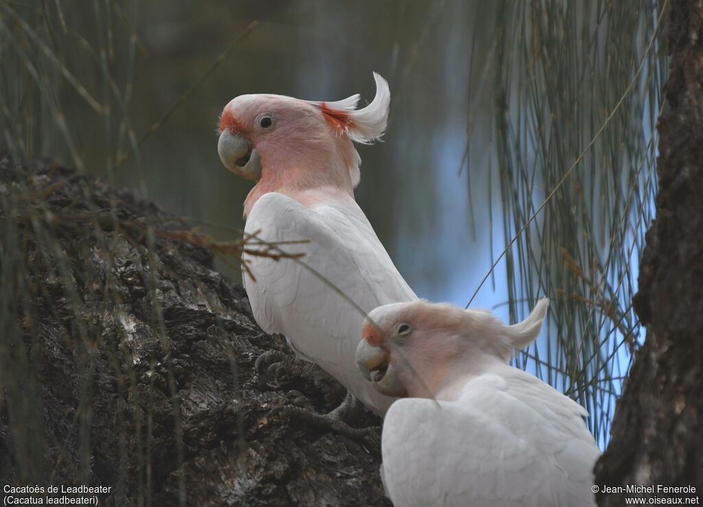 Pink Cockatoo