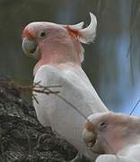 Pink Cockatoo