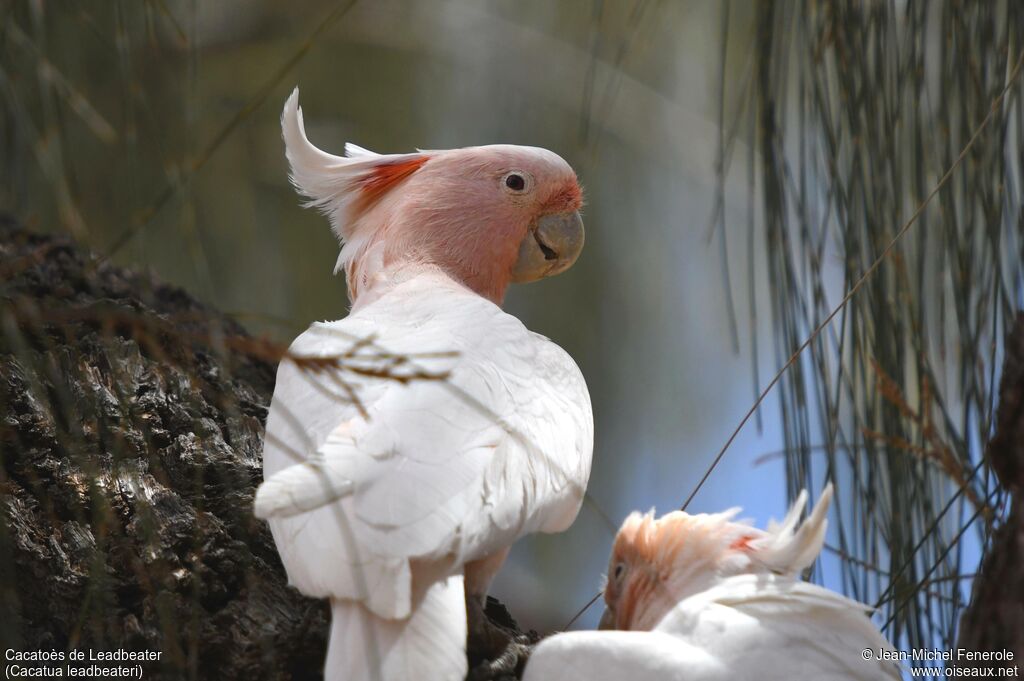 Pink Cockatoo