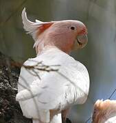 Pink Cockatoo