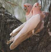 Pink Cockatoo