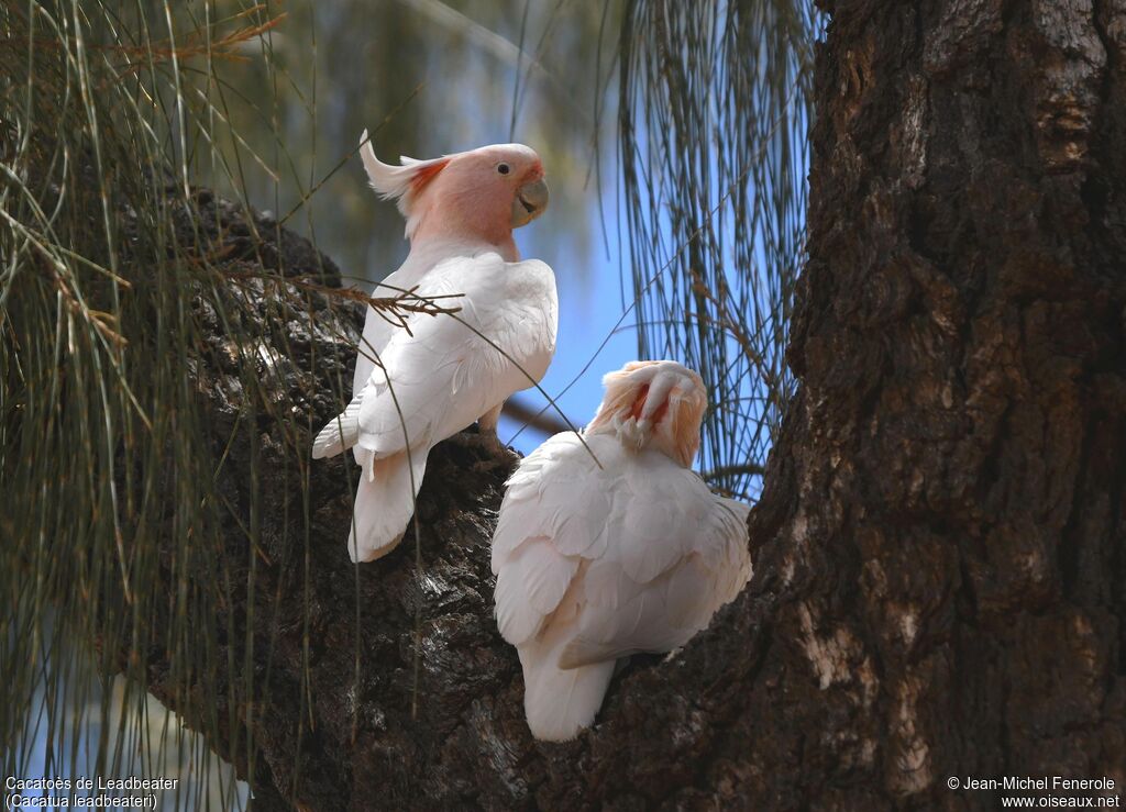 Pink Cockatoo