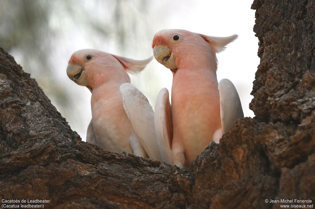 Pink Cockatoo