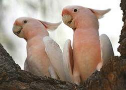 Pink Cockatoo