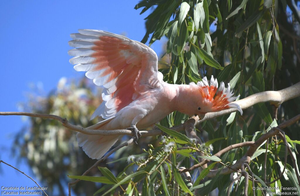 Pink Cockatoo