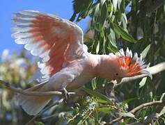 Pink Cockatoo