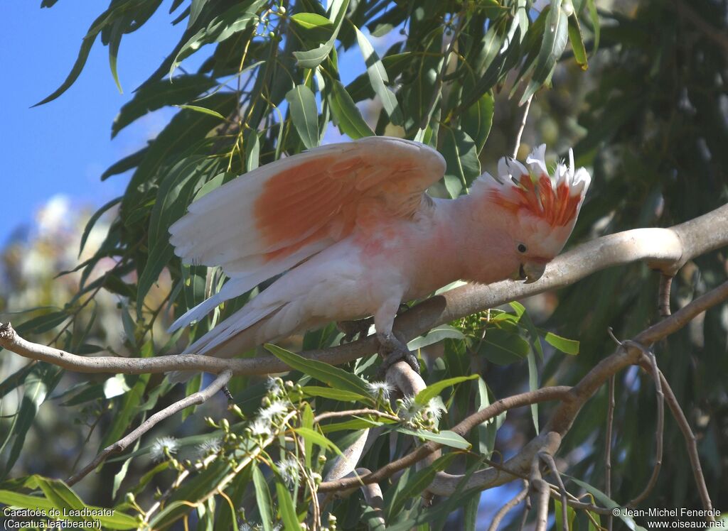 Pink Cockatoo