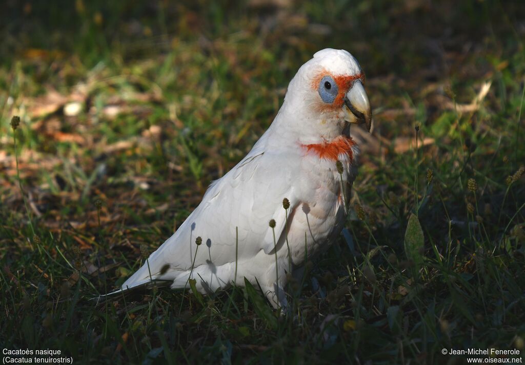 Long-billed Corella