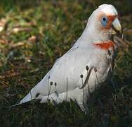 Long-billed Corella