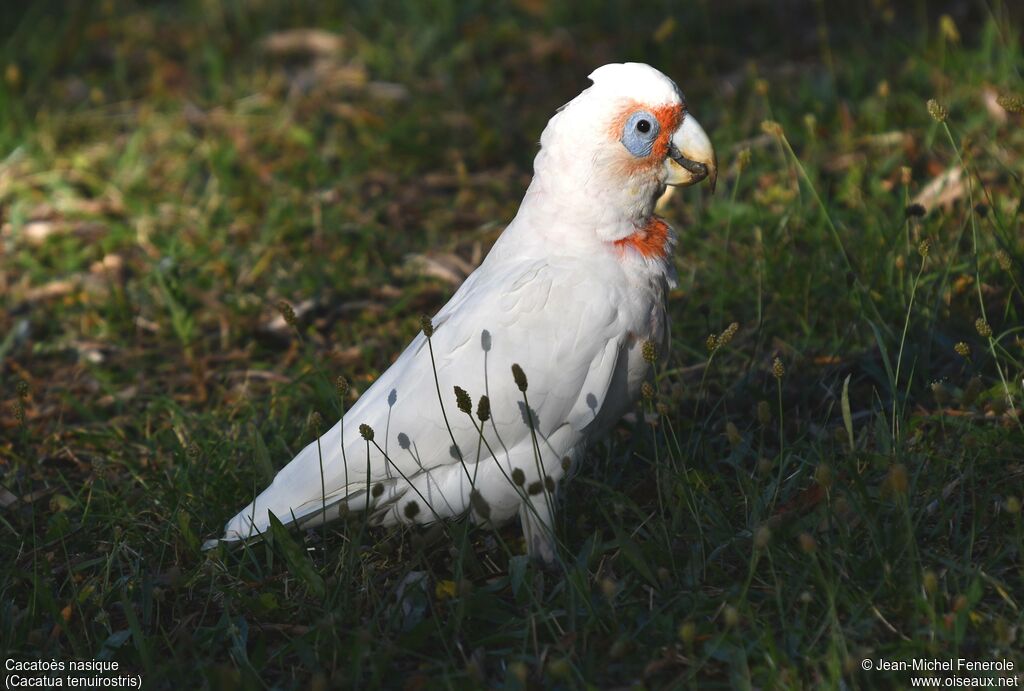 Long-billed Corella