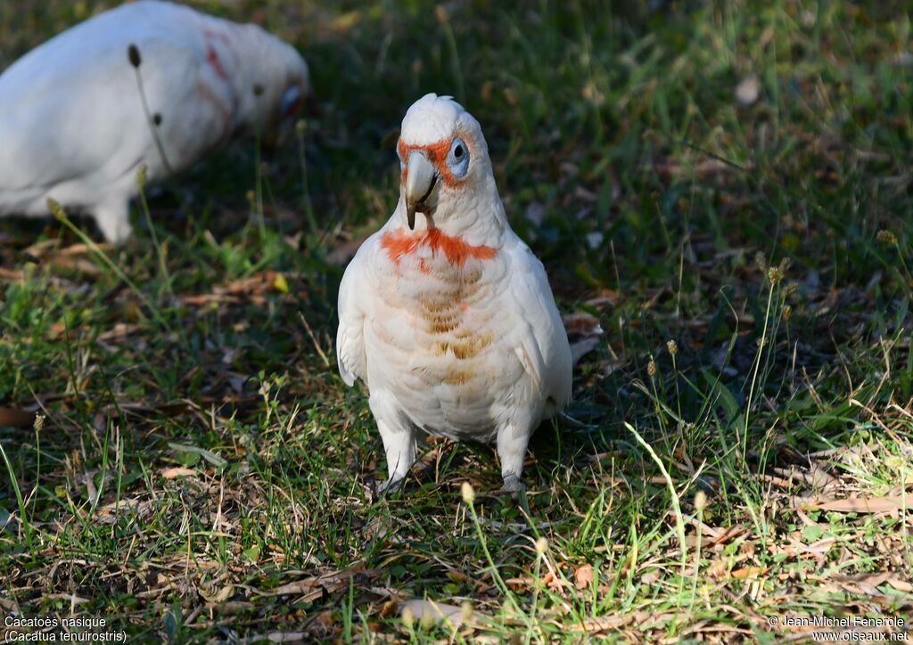 Cacatoès nasique