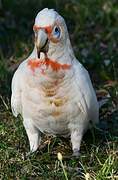 Long-billed Corella