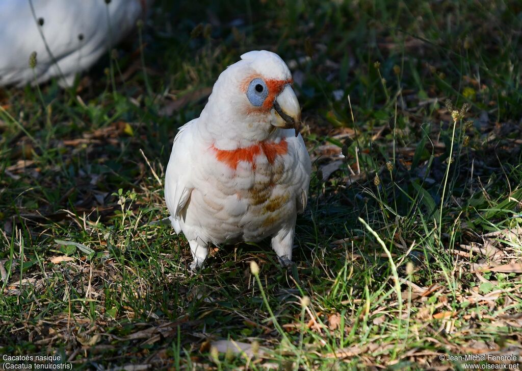 Cacatoès nasique