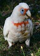 Long-billed Corella