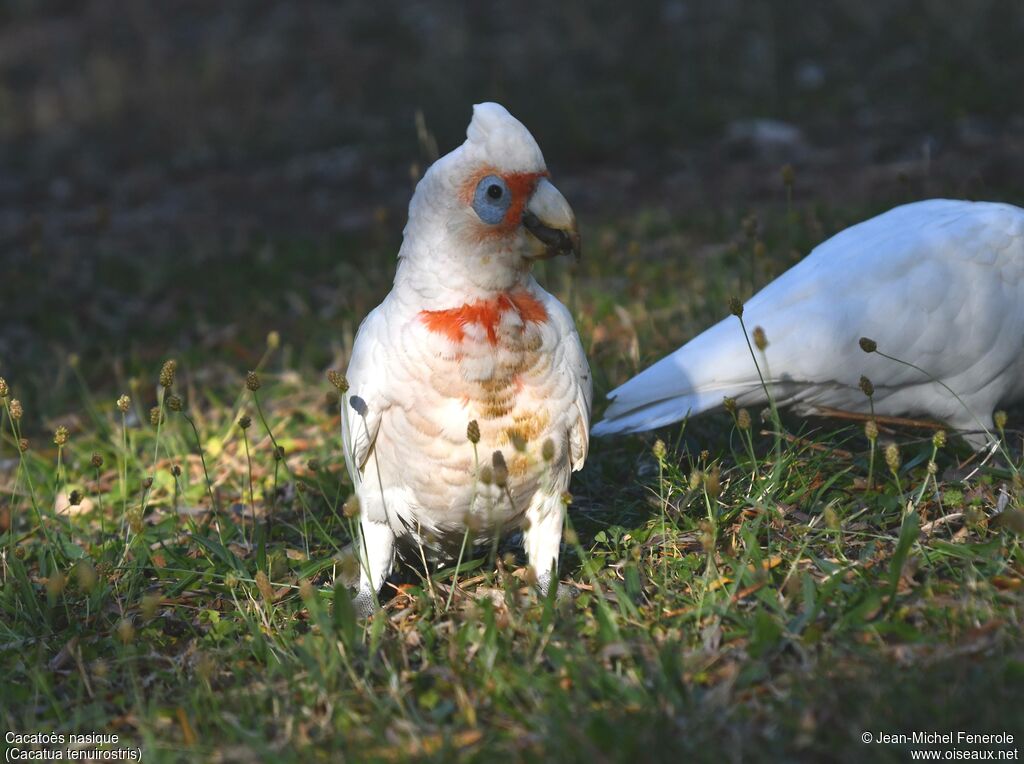 Long-billed Corella