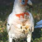 Cacatoès nasique