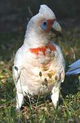 Long-billed Corella