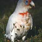 Cacatoès nasique
