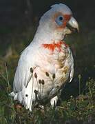 Long-billed Corella