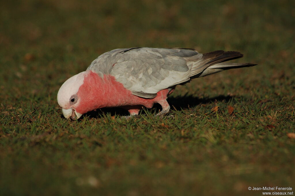 Galah