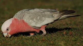 Galah