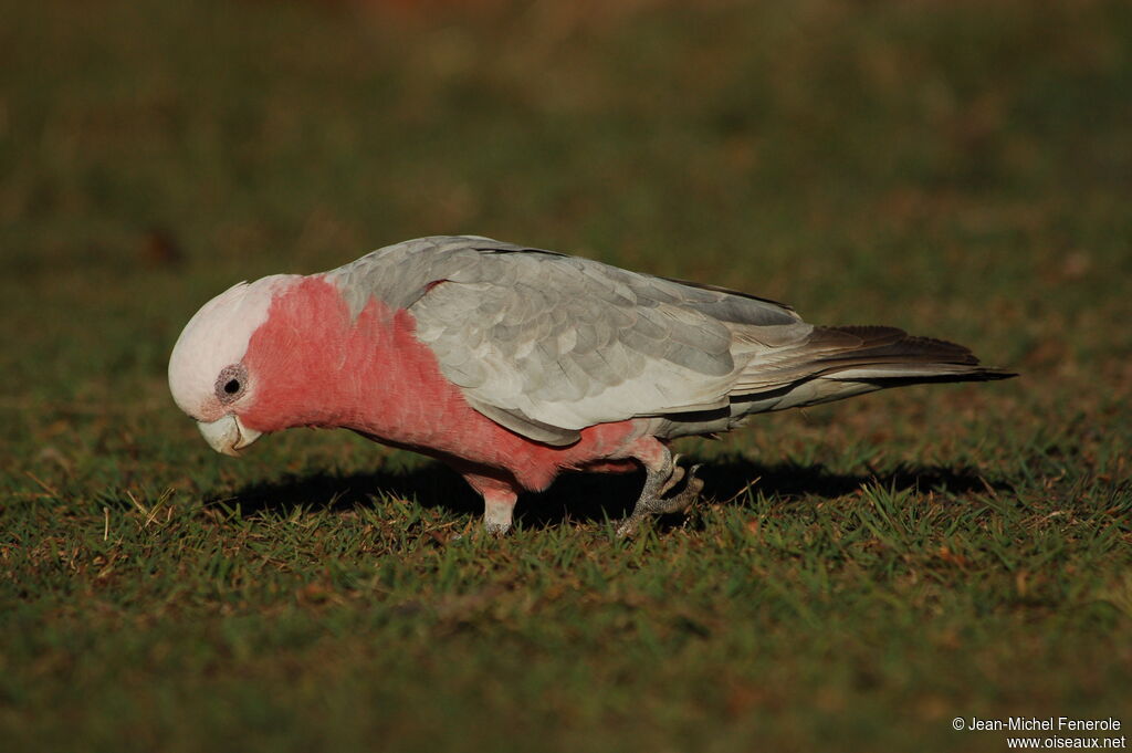 Galah