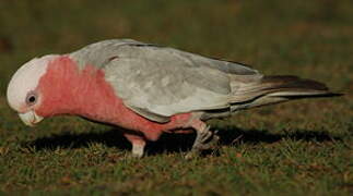 Galah