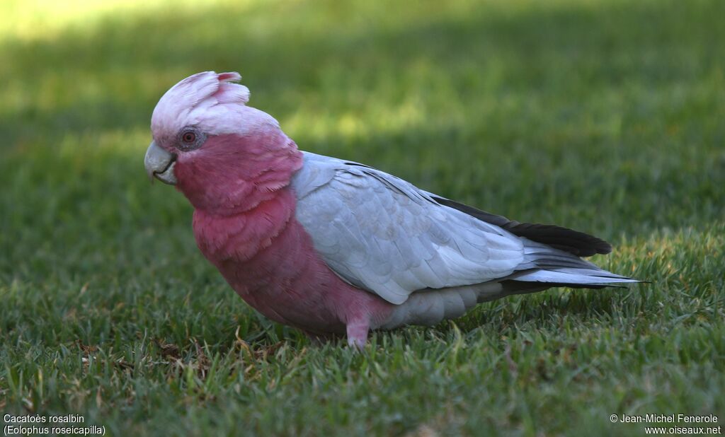 Galah