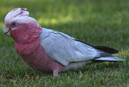 Galah