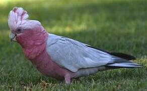 Galah