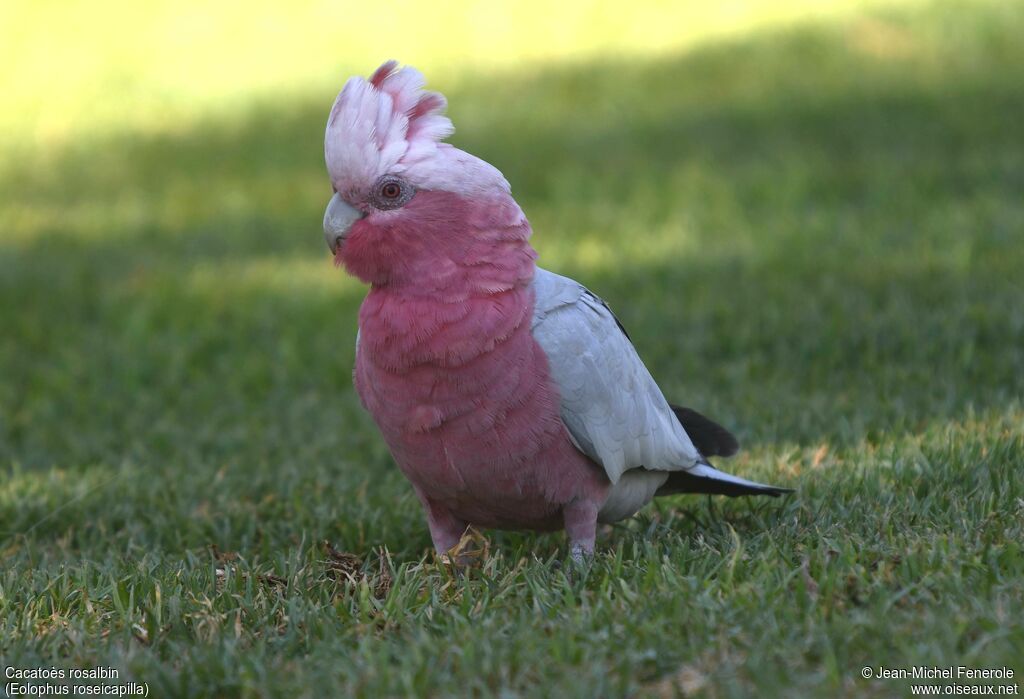 Galah