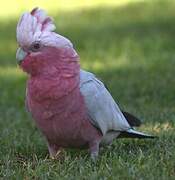 Galah