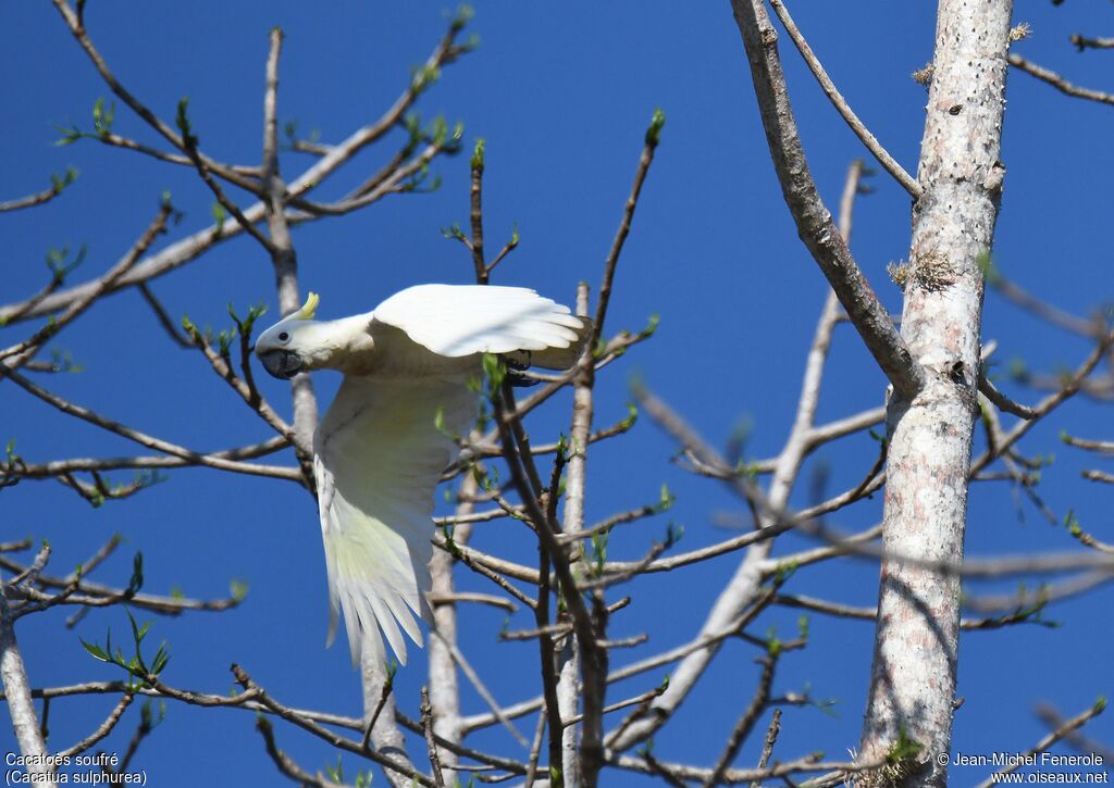 Yellow-crested Cockatoo