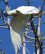 Yellow-crested Cockatoo