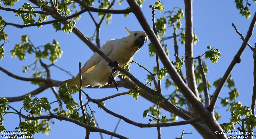 Yellow-crested Cockatoo