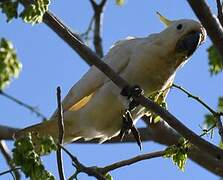 Yellow-crested Cockatoo