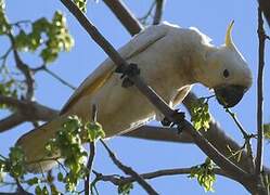 Yellow-crested Cockatoo