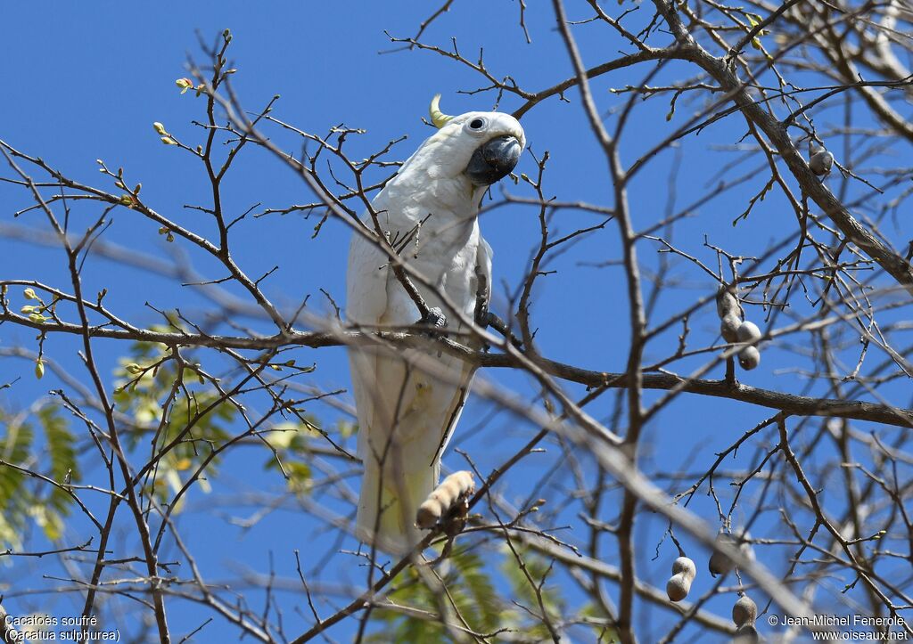 Yellow-crested Cockatoo