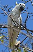 Yellow-crested Cockatoo